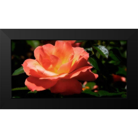 Queen of Flowers II Black Modern Wood Framed Art Print by Hausenflock, Alan