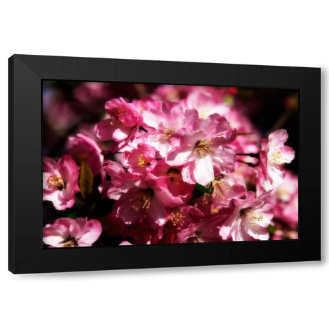 Cherry Blossoms II Black Modern Wood Framed Art Print with Double Matting by Hausenflock, Alan