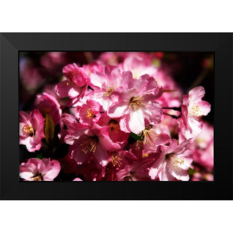 Cherry Blossoms II Black Modern Wood Framed Art Print by Hausenflock, Alan