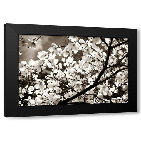Blossoms II Black Modern Wood Framed Art Print by Hausenflock, Alan