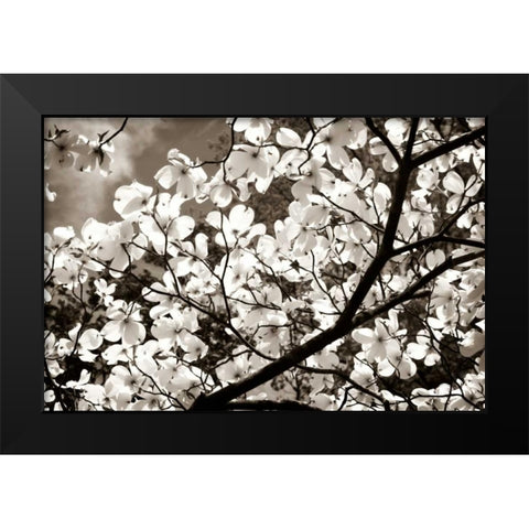 Blossoms II Black Modern Wood Framed Art Print by Hausenflock, Alan