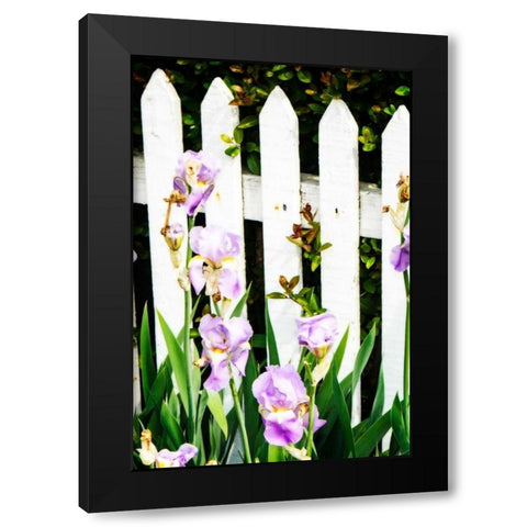 Iris on a Fence Black Modern Wood Framed Art Print with Double Matting by Hausenflock, Alan