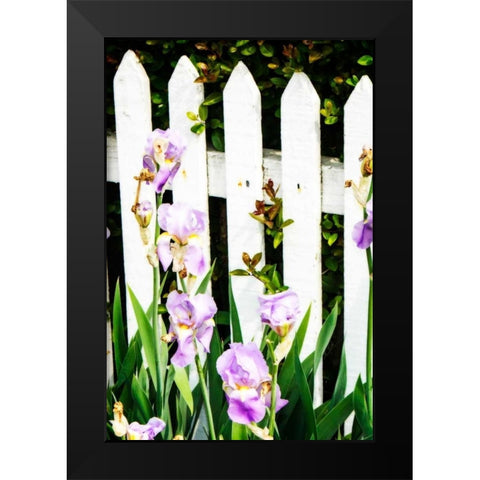 Iris on a Fence Black Modern Wood Framed Art Print by Hausenflock, Alan