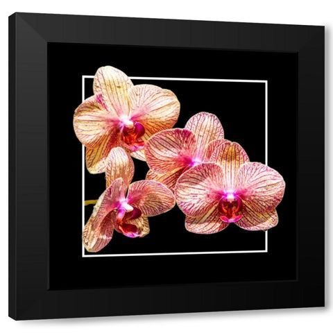 Orchids on Black I Black Modern Wood Framed Art Print by Hausenflock, Alan
