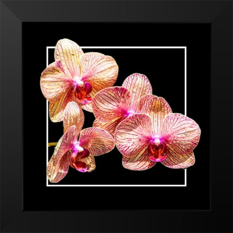 Orchids on Black I Black Modern Wood Framed Art Print by Hausenflock, Alan
