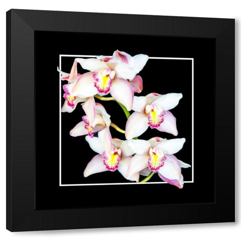 Orchids on Black II Black Modern Wood Framed Art Print with Double Matting by Hausenflock, Alan