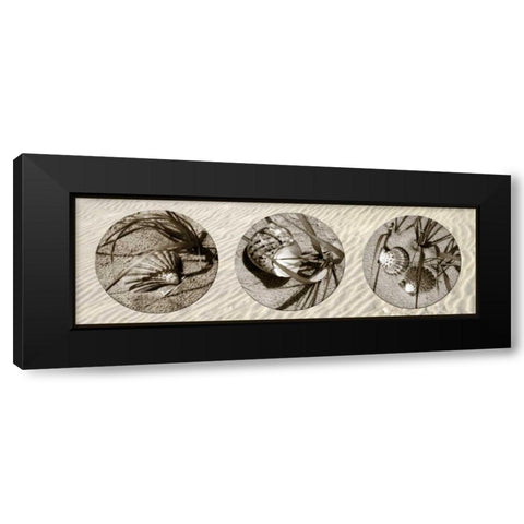 Shells Black Modern Wood Framed Art Print by Hausenflock, Alan