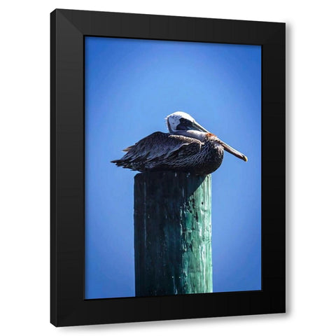 Mr. Pelican II Black Modern Wood Framed Art Print with Double Matting by Hausenflock, Alan