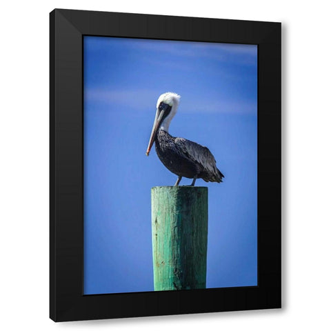 Mr. Pelican III Black Modern Wood Framed Art Print by Hausenflock, Alan