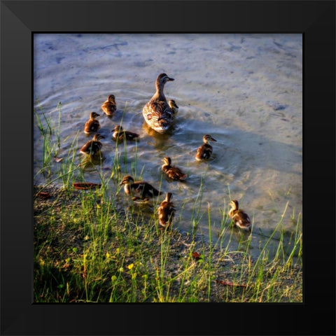 Mother Duck And Family II Black Modern Wood Framed Art Print by Hausenflock, Alan