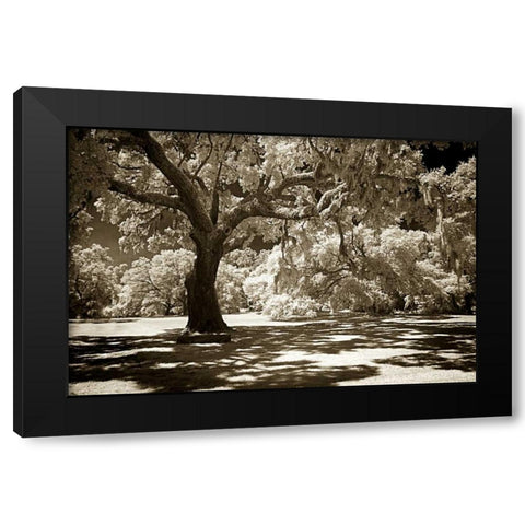 Ancient Sentinel Black Modern Wood Framed Art Print by Hausenflock, Alan