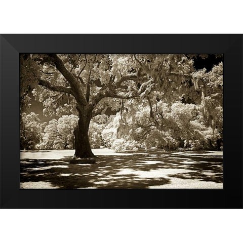 Ancient Sentinel Black Modern Wood Framed Art Print by Hausenflock, Alan