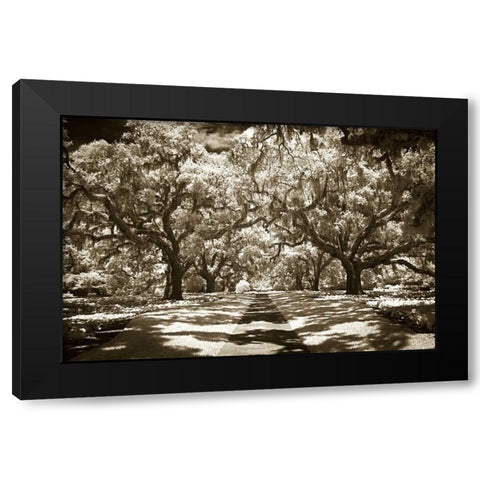 Plantation Walk II Black Modern Wood Framed Art Print by Hausenflock, Alan