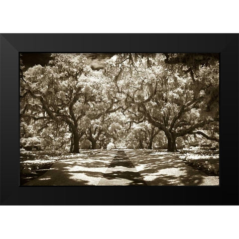 Plantation Walk II Black Modern Wood Framed Art Print by Hausenflock, Alan