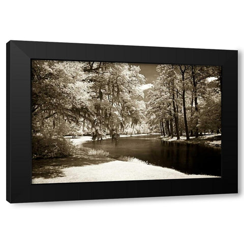 Pines Along The Stream Black Modern Wood Framed Art Print by Hausenflock, Alan