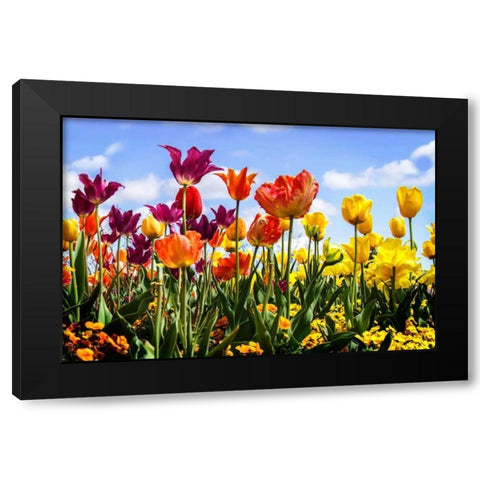 Tulip Parade II Black Modern Wood Framed Art Print by Hausenflock, Alan