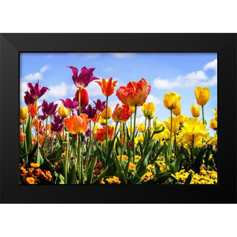 Tulip Parade II Black Modern Wood Framed Art Print by Hausenflock, Alan
