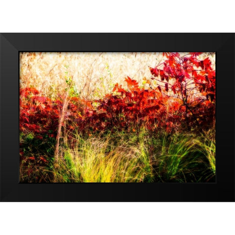 Color Of Fall II Black Modern Wood Framed Art Print by Hausenflock, Alan