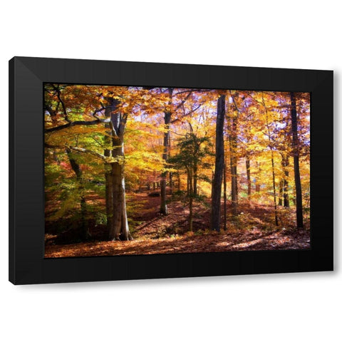 Hanover Forest II Black Modern Wood Framed Art Print by Hausenflock, Alan