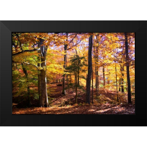 Hanover Forest II Black Modern Wood Framed Art Print by Hausenflock, Alan