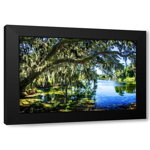 Spanish Moss I Black Modern Wood Framed Art Print by Hausenflock, Alan