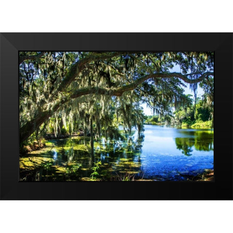 Spanish Moss I Black Modern Wood Framed Art Print by Hausenflock, Alan