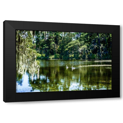 Swans II Black Modern Wood Framed Art Print with Double Matting by Hausenflock, Alan