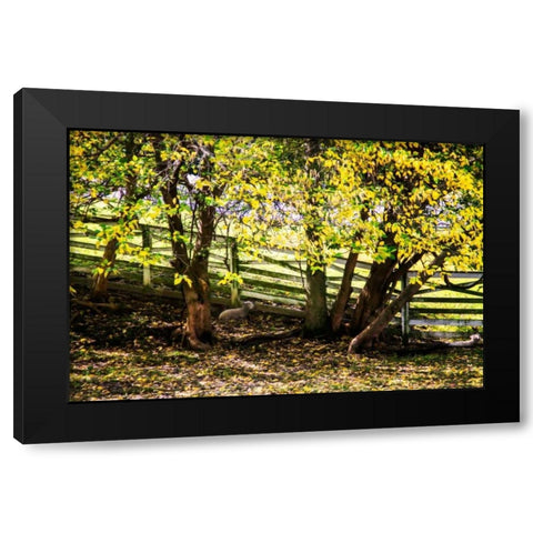 Lambs I Black Modern Wood Framed Art Print with Double Matting by Hausenflock, Alan