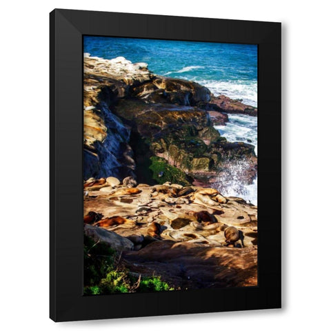 La Jolla Sea Lions I Black Modern Wood Framed Art Print by Hausenflock, Alan