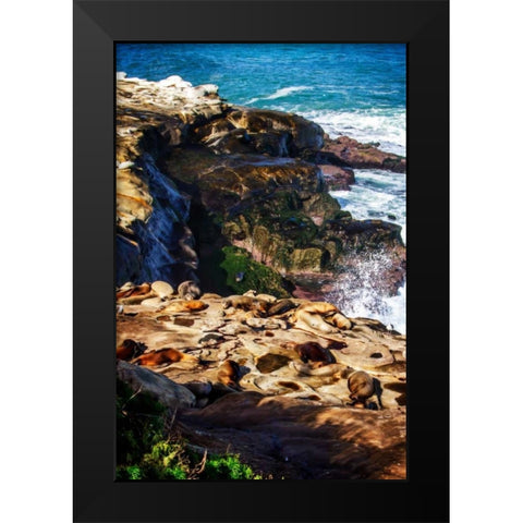 La Jolla Sea Lions I Black Modern Wood Framed Art Print by Hausenflock, Alan