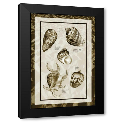 Sand and Shells I Black Modern Wood Framed Art Print by Hausenflock, Alan
