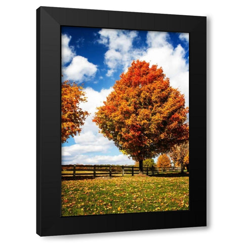 Trees of Gold I Black Modern Wood Framed Art Print with Double Matting by Hausenflock, Alan