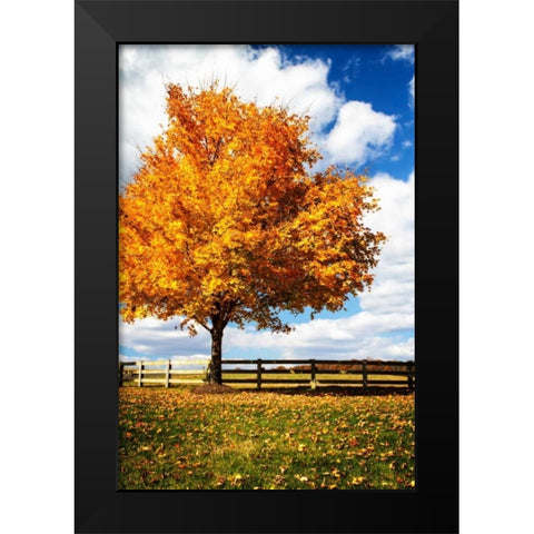 Trees of Gold II Black Modern Wood Framed Art Print by Hausenflock, Alan
