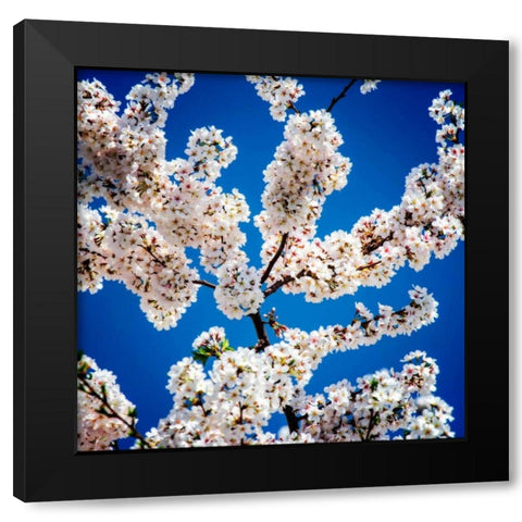 Springs Herald I Black Modern Wood Framed Art Print with Double Matting by Hausenflock, Alan