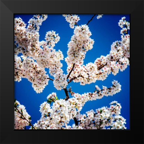 Springs Herald I Black Modern Wood Framed Art Print by Hausenflock, Alan