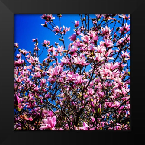 Springs Herald II Black Modern Wood Framed Art Print by Hausenflock, Alan