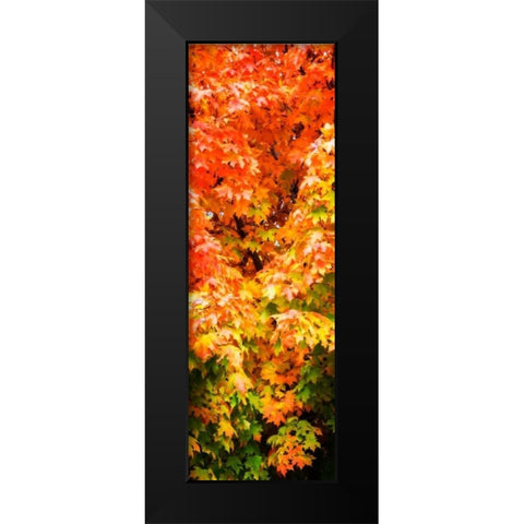 Autumn Maple I Black Modern Wood Framed Art Print by Hausenflock, Alan