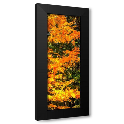 Autumn Maple II Black Modern Wood Framed Art Print with Double Matting by Hausenflock, Alan