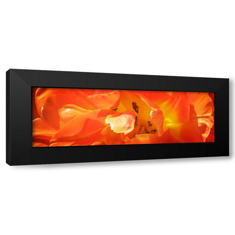 Petals I Black Modern Wood Framed Art Print by Hausenflock, Alan