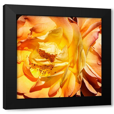 Yellow Fire Rose I Black Modern Wood Framed Art Print by Hausenflock, Alan