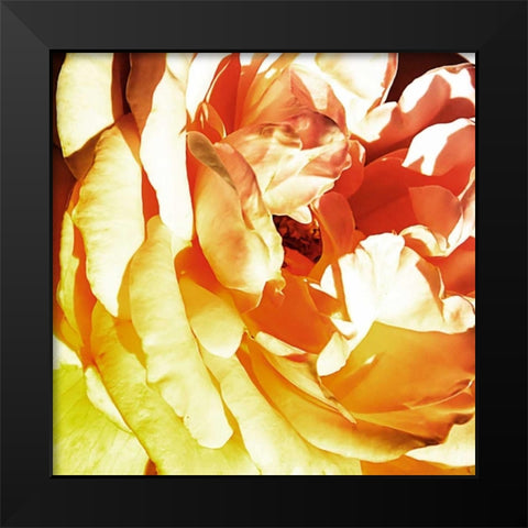 Bicolored Angel II Black Modern Wood Framed Art Print by Hausenflock, Alan