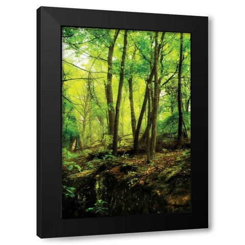 Deep Woods II Black Modern Wood Framed Art Print with Double Matting by Hausenflock, Alan
