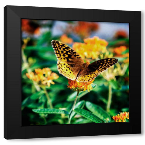 Resting Butterfly I Black Modern Wood Framed Art Print with Double Matting by Hausenflock, Alan