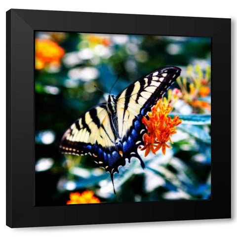 Resting Butterfly II Black Modern Wood Framed Art Print with Double Matting by Hausenflock, Alan