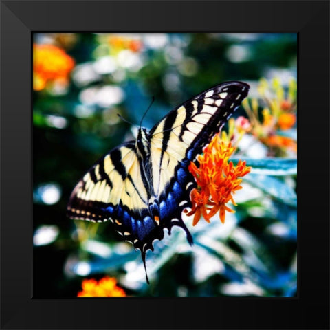 Resting Butterfly II Black Modern Wood Framed Art Print by Hausenflock, Alan