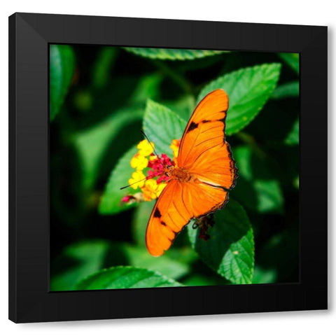 Resting Butterfly III Black Modern Wood Framed Art Print with Double Matting by Hausenflock, Alan