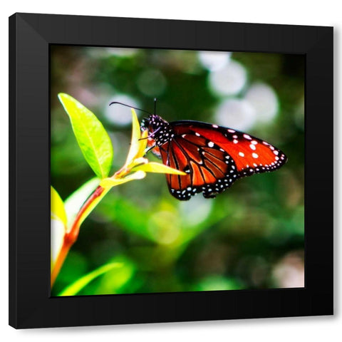 Resting Butterfly IV Black Modern Wood Framed Art Print with Double Matting by Hausenflock, Alan