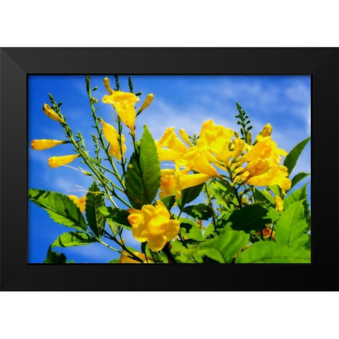 Yellow Elder Flower Black Modern Wood Framed Art Print by Hausenflock, Alan