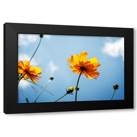 Reaching for the Sun I Black Modern Wood Framed Art Print with Double Matting by Hausenflock, Alan