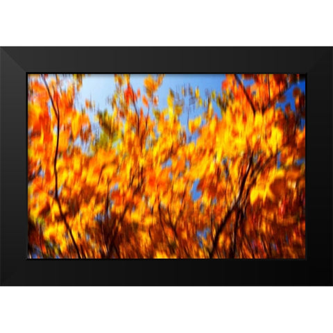 Autumn Impressions V Black Modern Wood Framed Art Print by Hausenflock, Alan